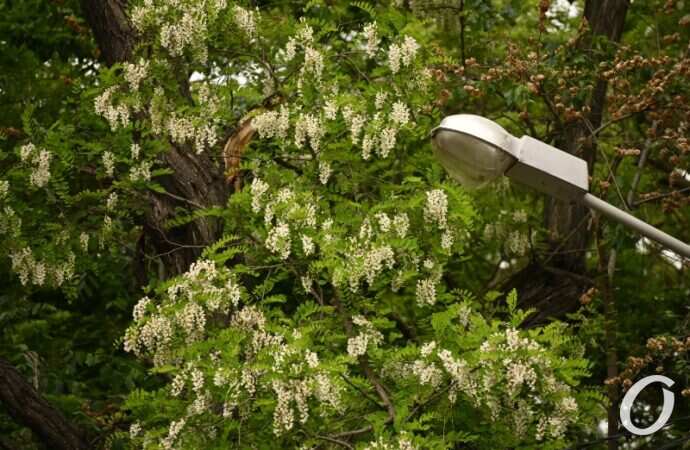 Одесская акация14