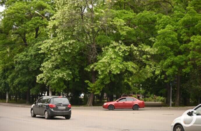 Одесская акация15