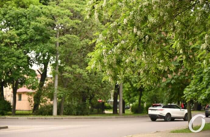 Одесская акация2