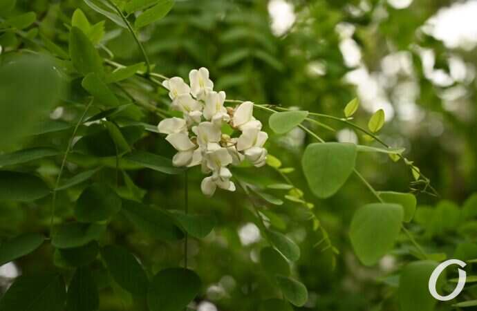 Одесская акация21