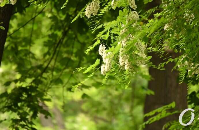 Одесская акация22