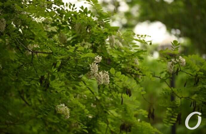 Одесская акация23