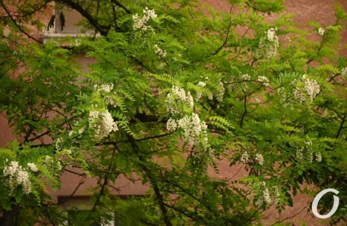 Одесская акация24