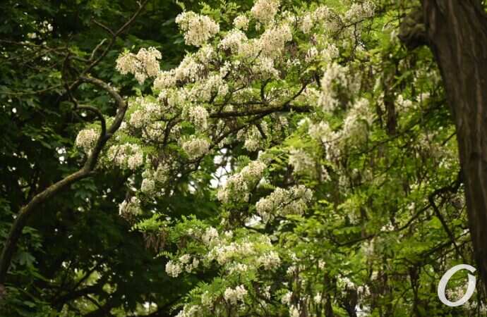 Одесская акация25