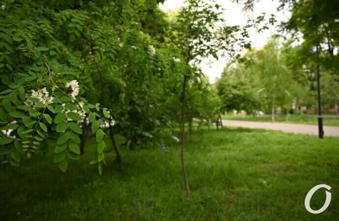 Одесская акация26