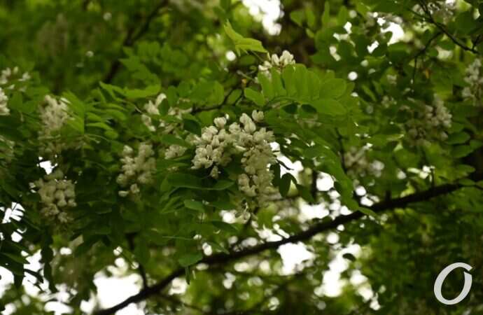 Одесская акация3