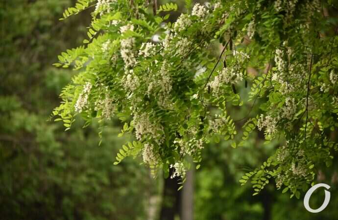 Одесская акация4