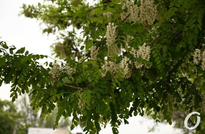 Одесская акация5