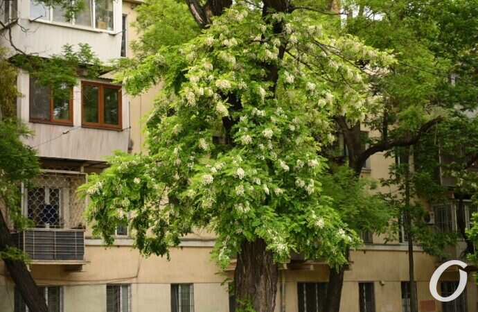 Одесская акация6