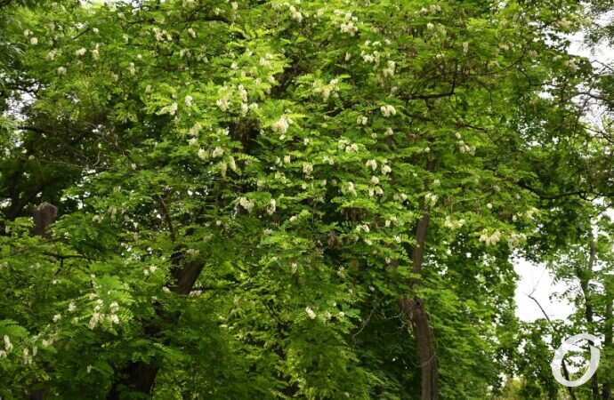 Одесская акация9