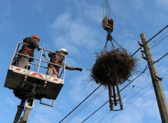 Одесские энергетики модернизируют гнезда аистов и устанавливают птицезащиту