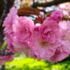 В Одесском ботаническом саду расцвели сакуры: яркие фото