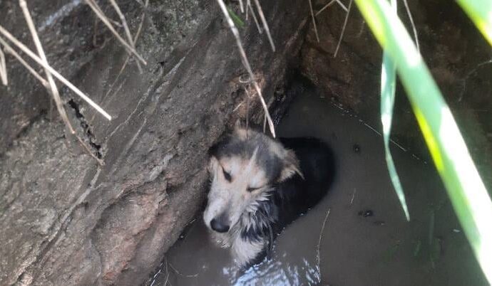 Одесские спасатели вызволили собаку из ловушки (фото)