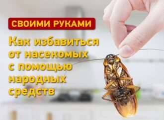 Инструкция: как избавиться от мух и тараканов с помощью народных средств