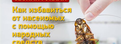 Инструкция: как избавиться от мух и тараканов с помощью народных средств