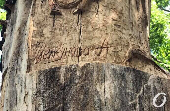 На одесском пляже обрубок ствола дерева с помощью резьбы превратили в сказочный арт-объект.