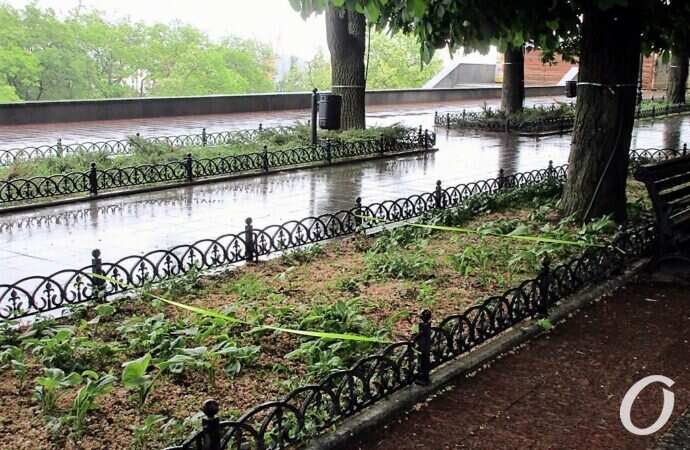 Приморский бульвар в июне, зелень