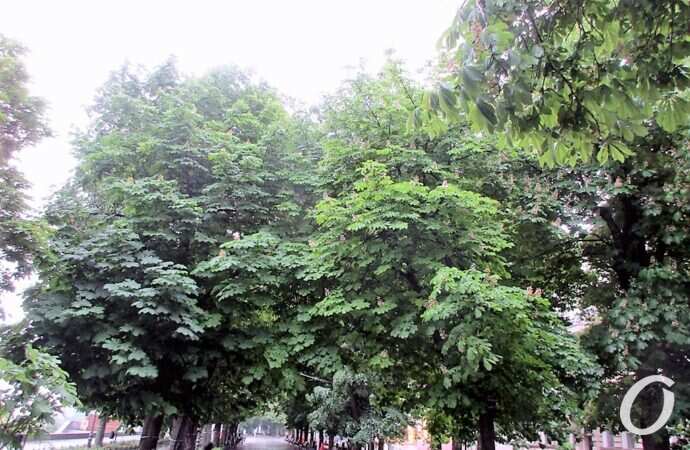 Приморский бульвар в июне, деревья