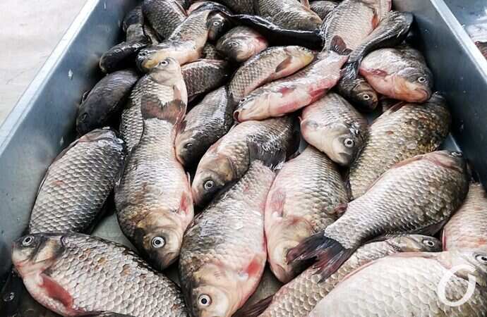 Привоз, рыба2