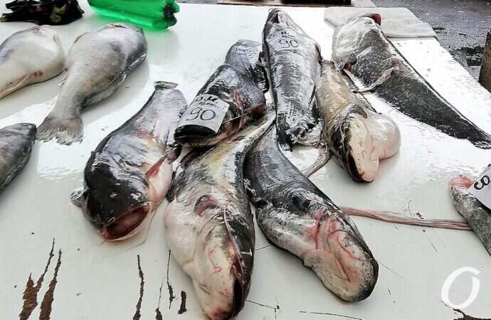 Привоз, рыба, сом