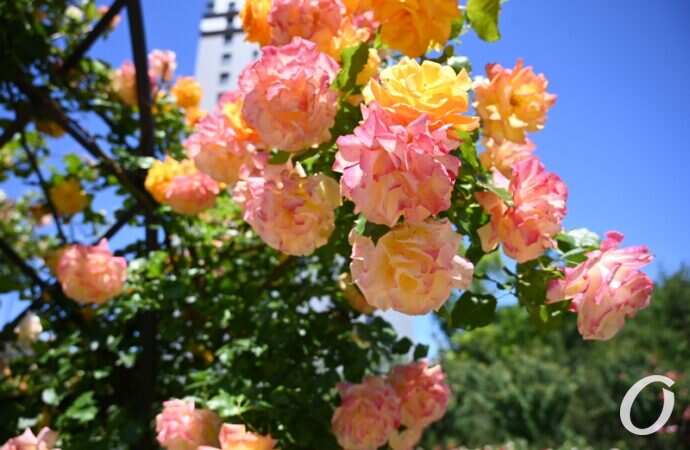 Розарий одесского ботсада2