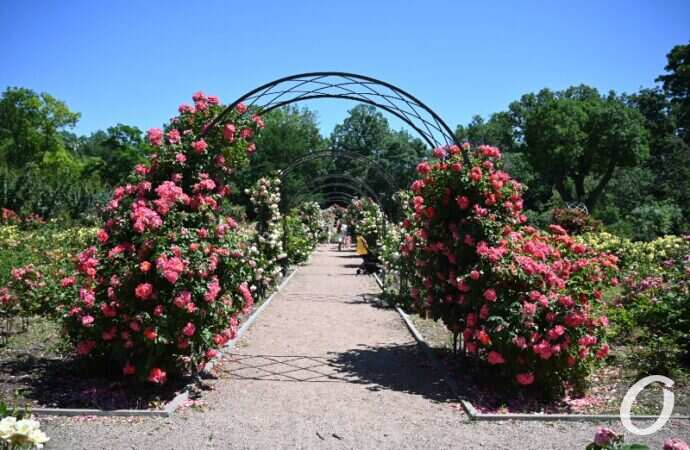 Розарий одесского ботсада11