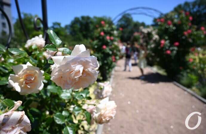 Розарий одесского ботсада13
