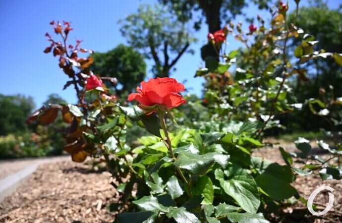 Розарий одесского ботсада15
