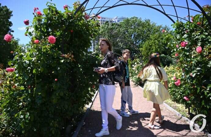 Розарий одесского ботсада16