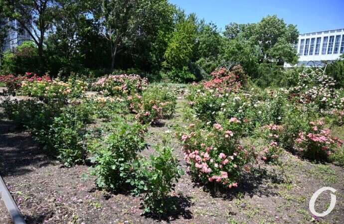 Розарий одесского ботсада17