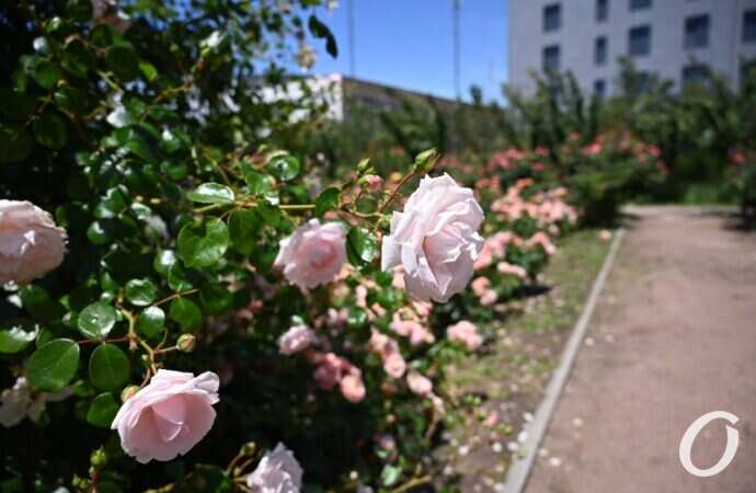 Розарий одесского ботсада19