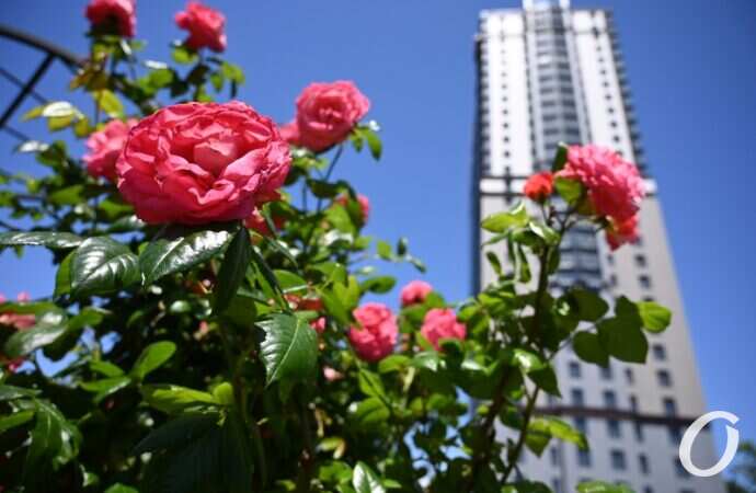 Розарий одесского ботсада3