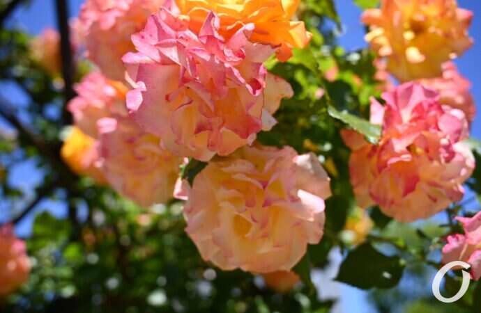 Розарий одесского ботсада20