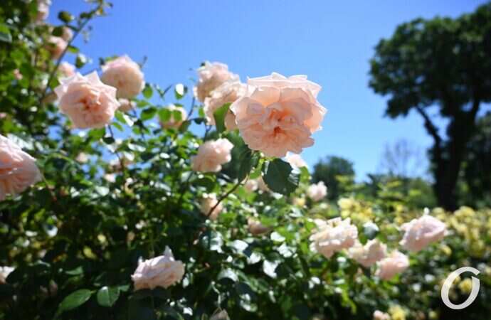 Розарий одесского ботсада21