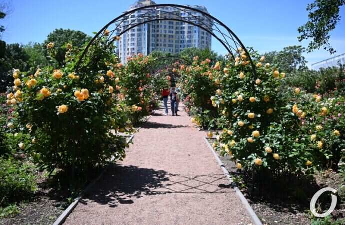 Розарий одесского ботсада23