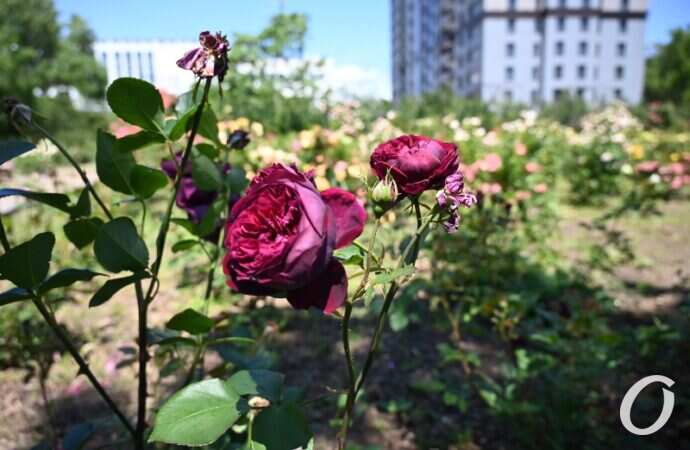 Розарий одесского ботсада24