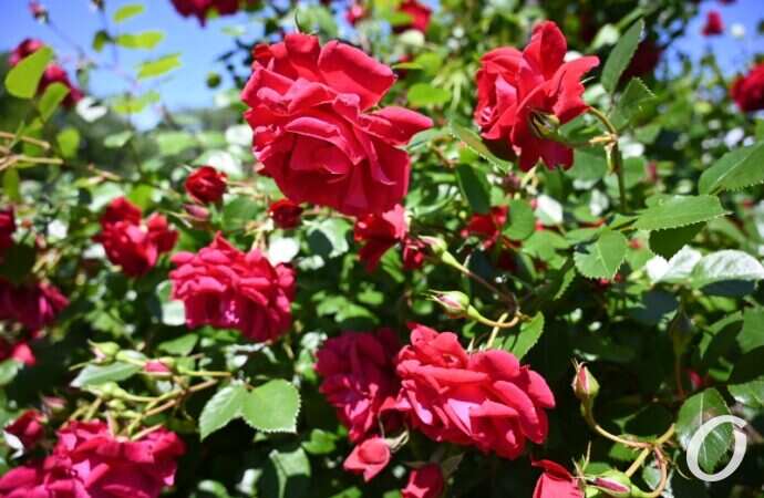 Розарий одесского ботсада27