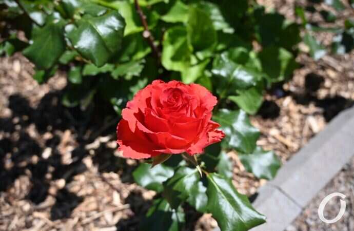 Розарий одесского ботсада28