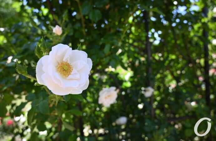 Розарий одесского ботсада4