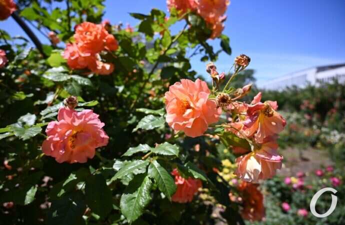 Розарий одесского ботсада29