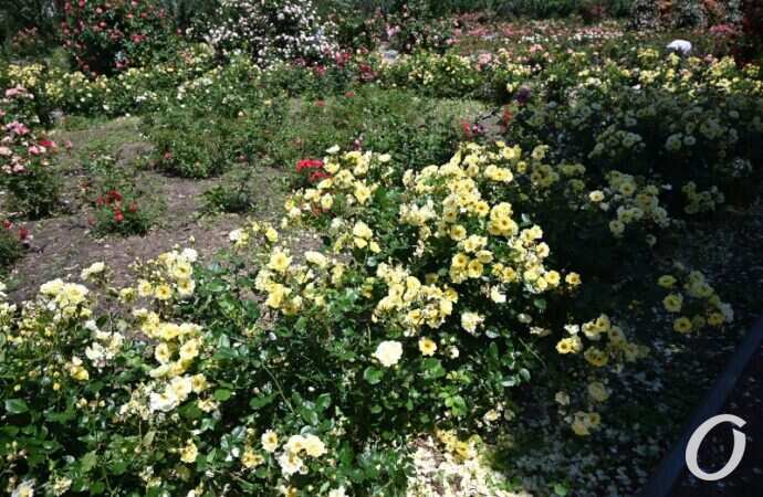 Розарий одесского ботсада30