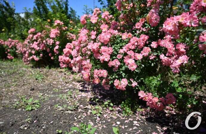 Розарий одесского ботсада5