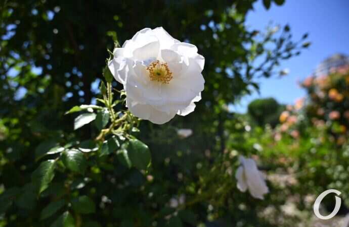 Розарий одесского ботсада6