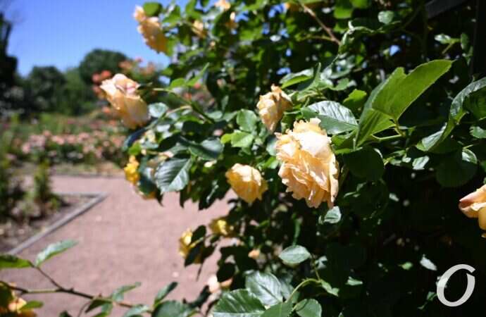 Розарий одесского ботсада8