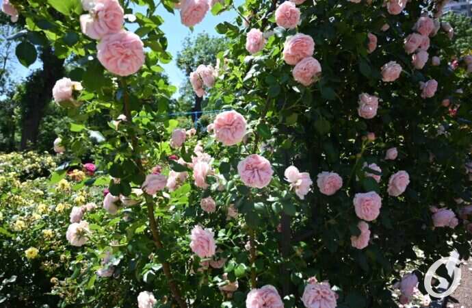 Розарий одесского ботсада9