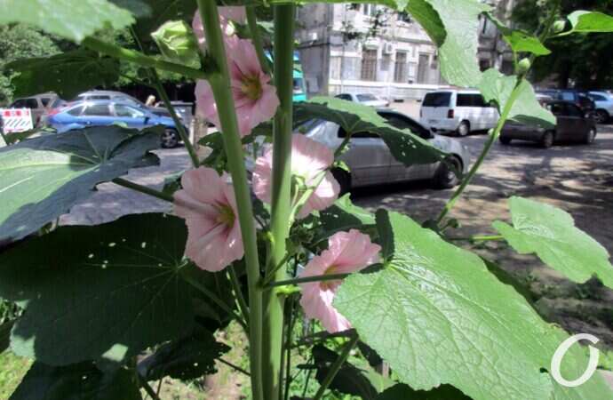 оазис на Еврейской9