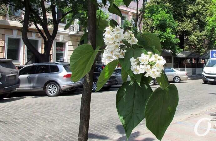 июнь в Одессе, цветы