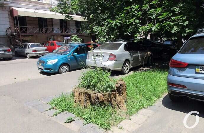 июнь в Одессе, пень расцвел