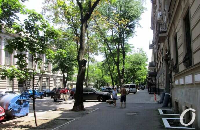 июнь в Одессе, деревья