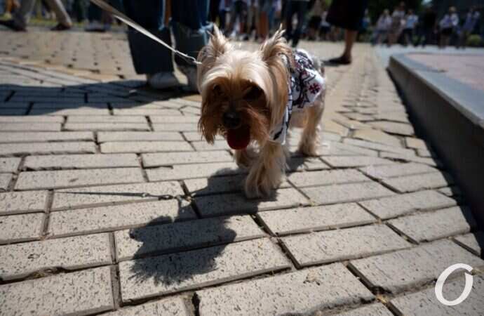 Мегамарш в вышиванках, Одесса 2021 г.22